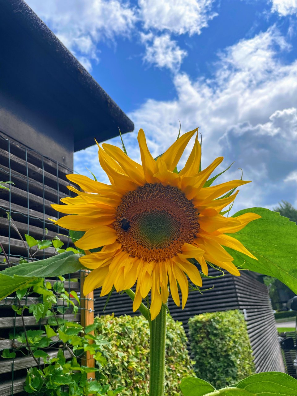 large yellow sunflower with a black bumblebee inside. The sky behind is blue with a few white puffy clouds.