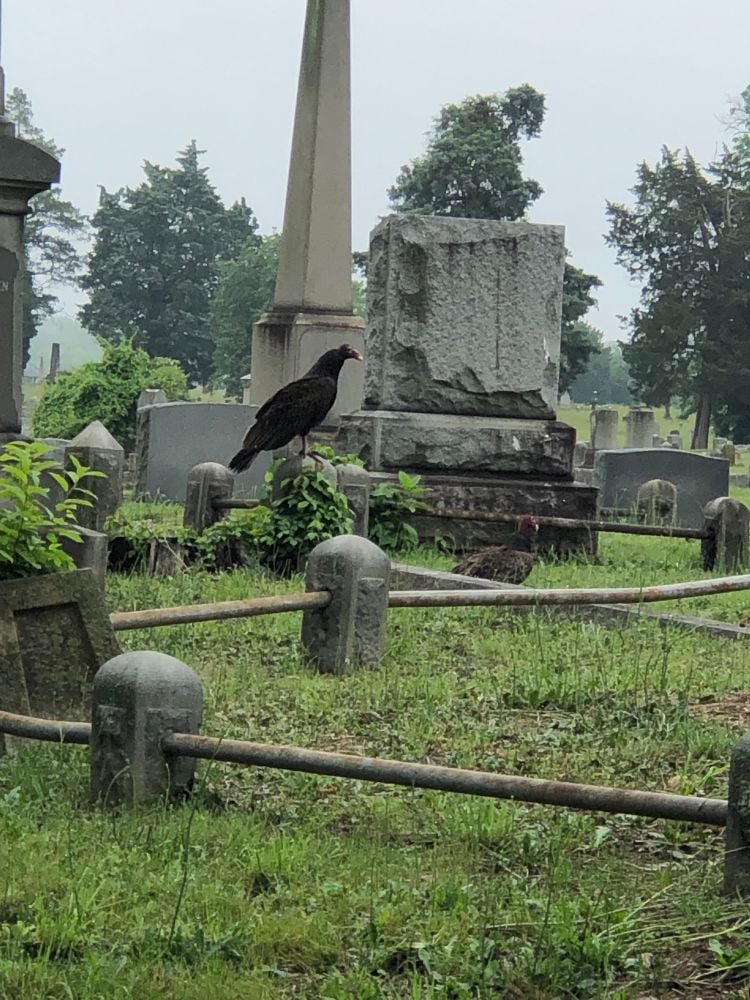 two turkey vultures among the gravestones: one is on the ground, the other is perched on a stone barrier marking the edge of someone's family plot. The sky is appropriately gray.