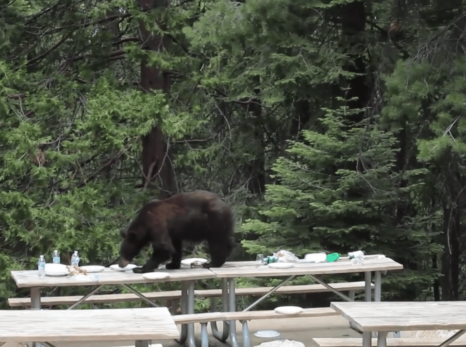a bear on a picnic table