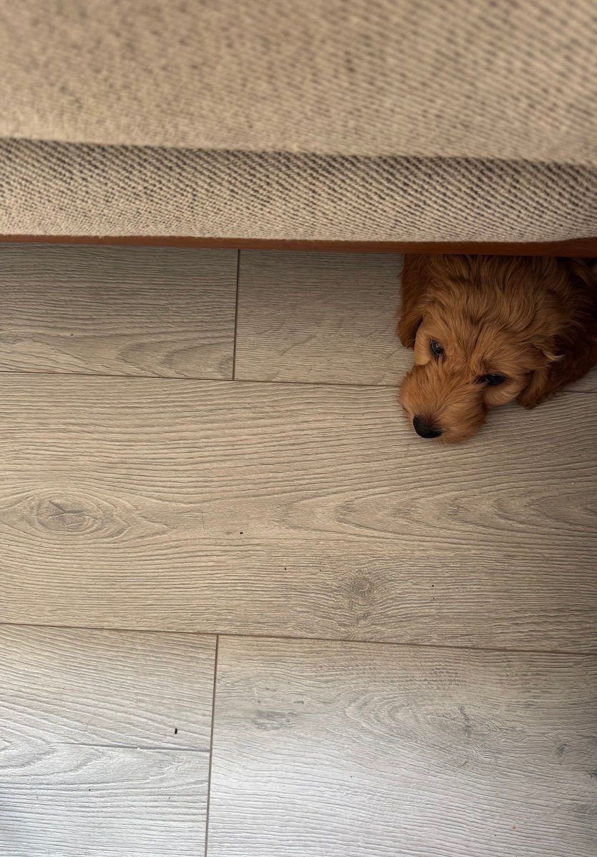 A Golden Doodle puppy sticks her cute head out from under the sofa.