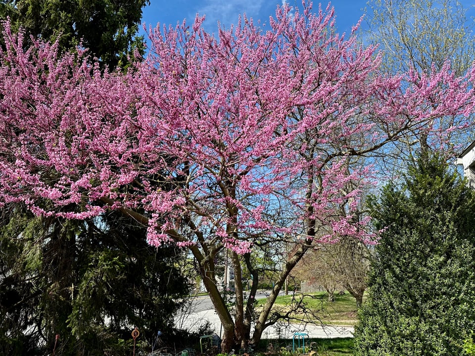 A redbud tree standing, its branches covered in small dark pink blossoms