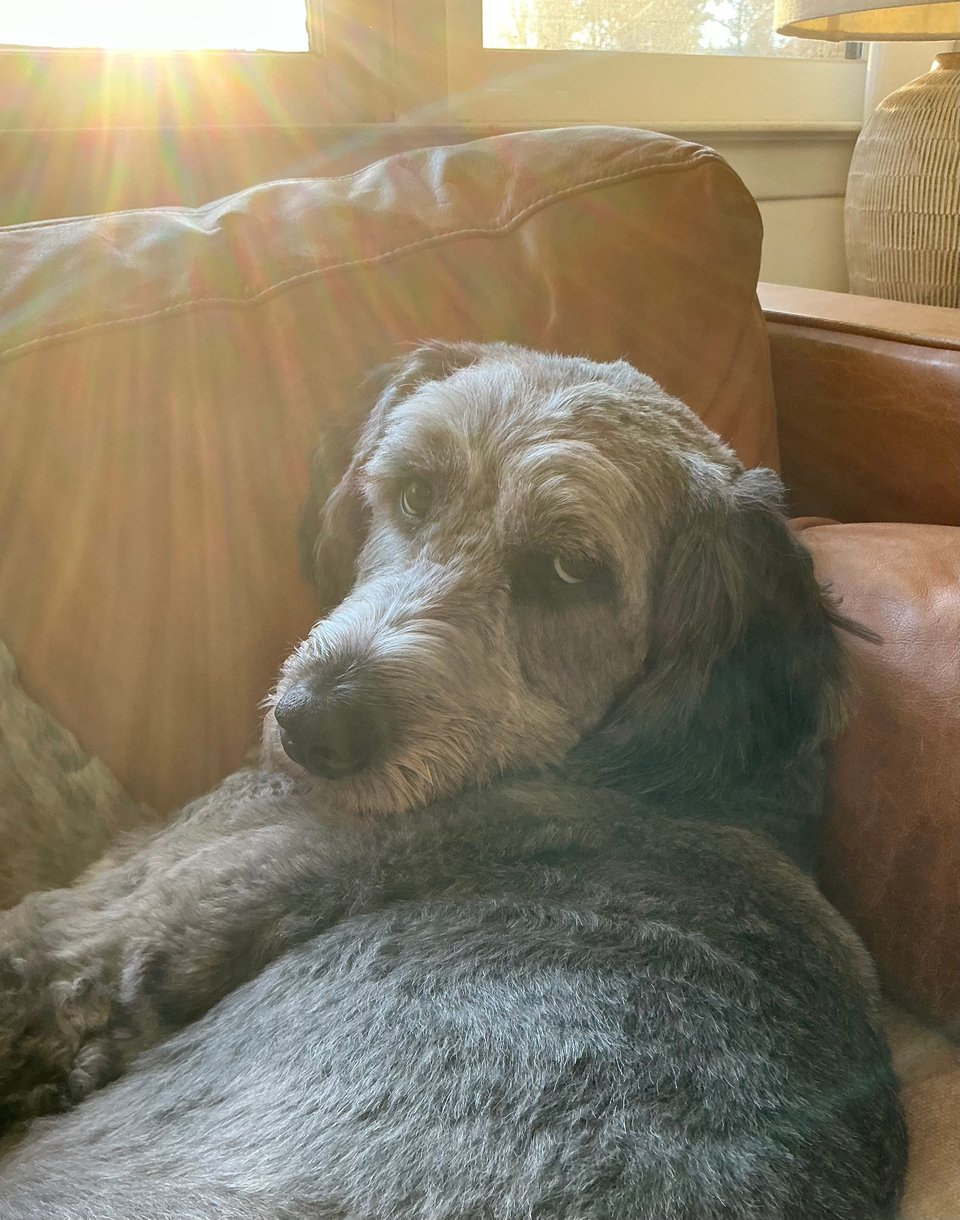 Photo of gray Aussiedoodle on a light brown leather sofa, with sunlight behind her and lens flare
