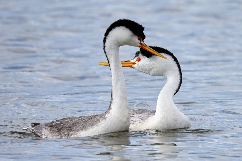 Two long-necked waterbirds arcing their necks towards each other