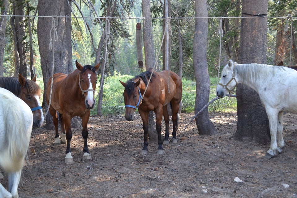 A group of horses tied to a high line. Three are brown/bay, two are light grey.
