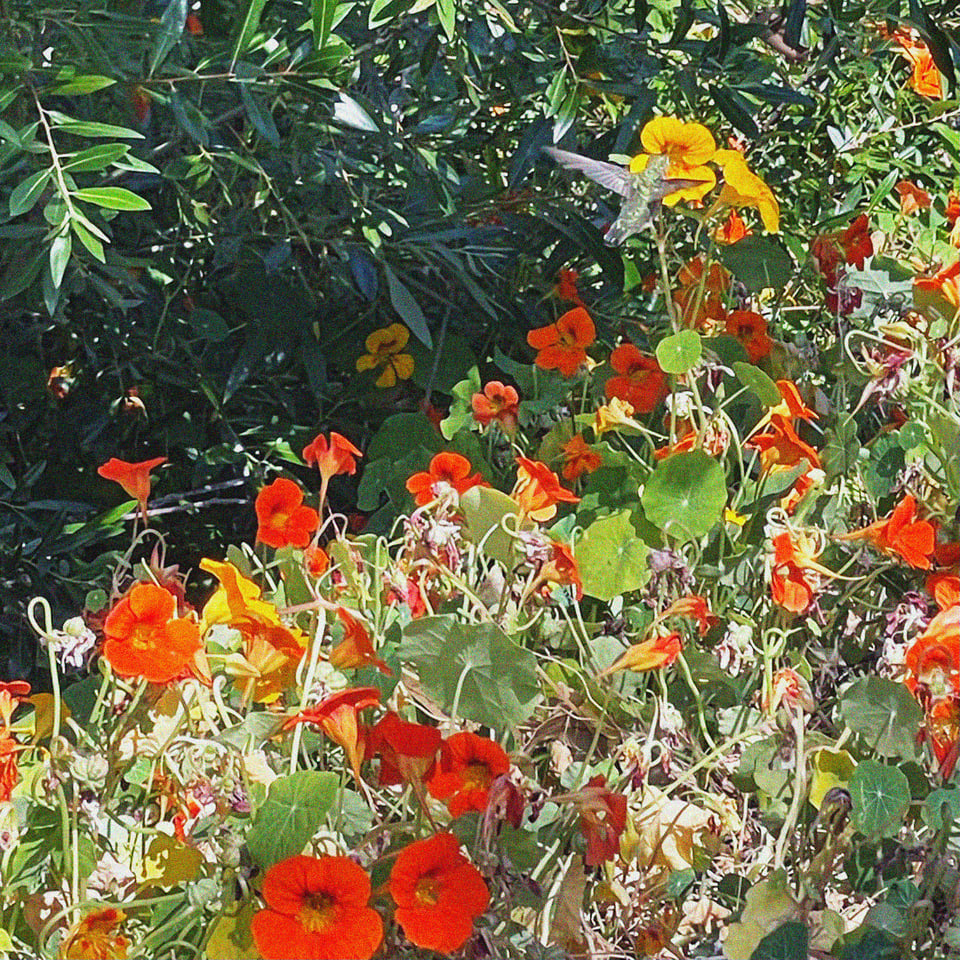 a not-very-good photo of a hummingbird in front of a bunch of nasturtiums by the beach
