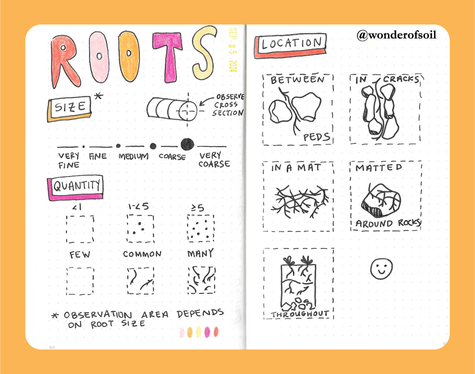 A scanned sketchbook spread showing diagrams describing the size, quantity, and location of roots in a soil profile