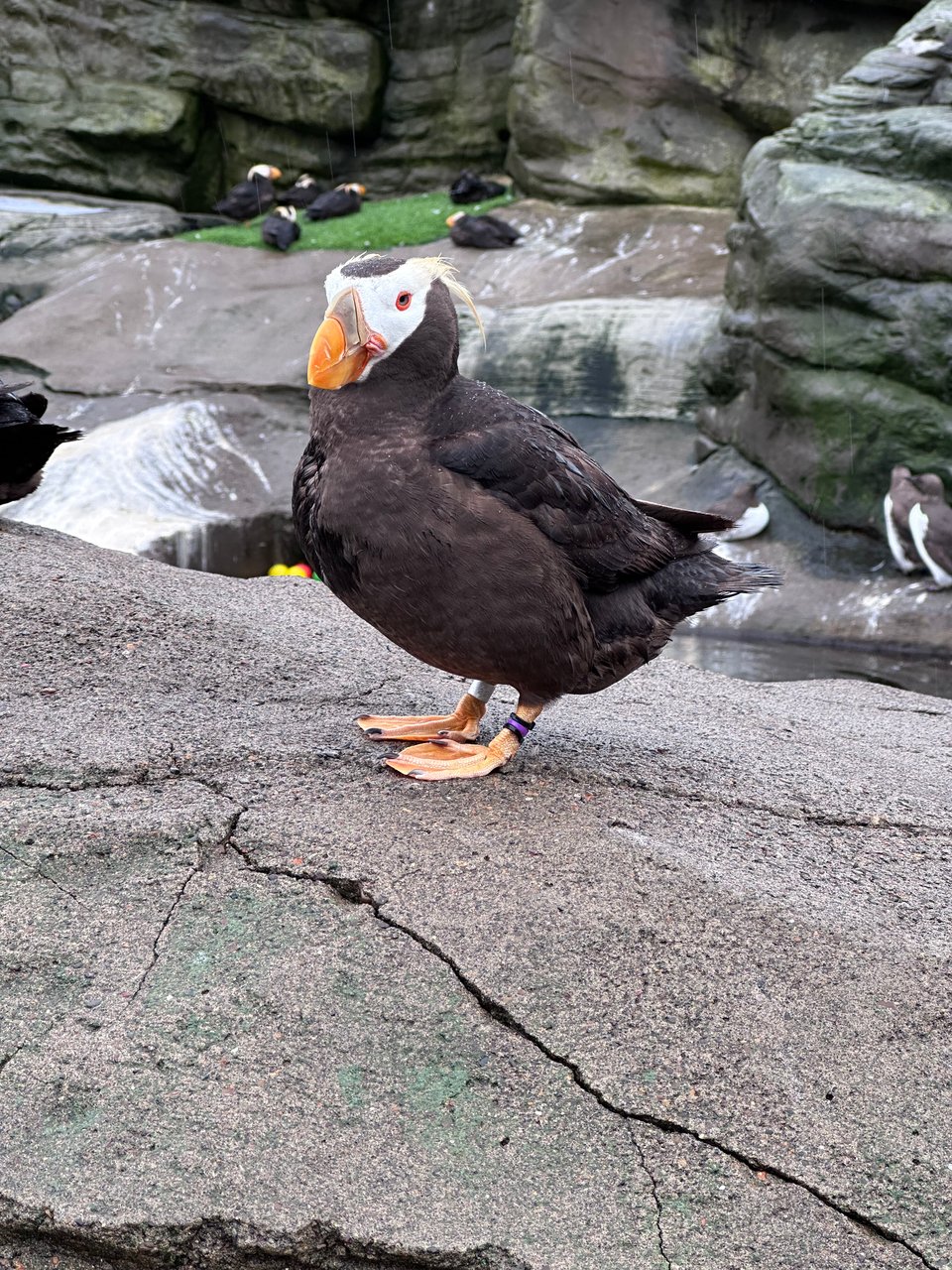 A tufted puffin in an aviary demonstrates that smizing is a cross-species activity; more puffins doze on the far bank of a pond behind it.