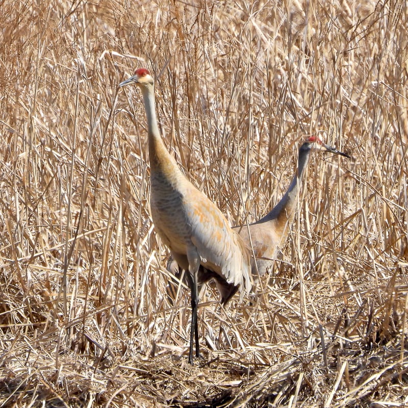 … Sandhills are big birds, up to 5 feet tall and with a wingspan near 7 feet.