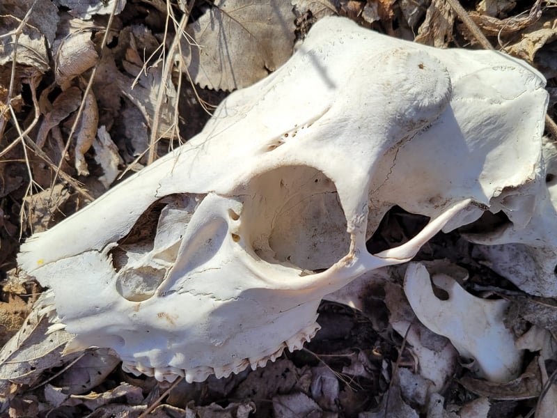 Death is routine in the woods — in healthy proportion, of course, to life. This young buck’s skull lay near the rest of his remains, which had been thoroughly processed by coyotes and other scavengers, in Frontenac State Park woods near Hwy. 61. Our best guess is, he was hit by a car or semi (which often just keep roaring by after hitting a deer) and staggered several yards into the woods to lay down and peacefully (we hope) die. No antlers lay nearby, so he must have shed them well before his demise. Many things you stumble across in the park will make you pause and ponder — and that’s never a bad thing, Grasshopper. / Photo by Pamela Miller