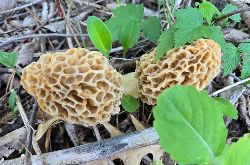 Morels are by far the most prized wild mushroom in Minnesota. And May is their month. Where did we find these? Well now, that’s odd … we’ve totally forgotten!! / Photo by Pamela Miller
