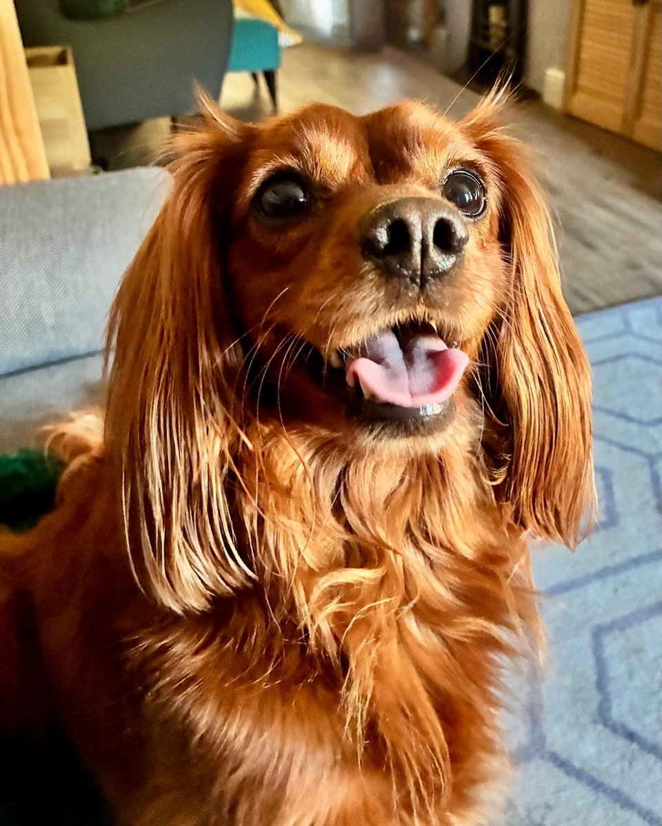 A cute dog with his tongue out.