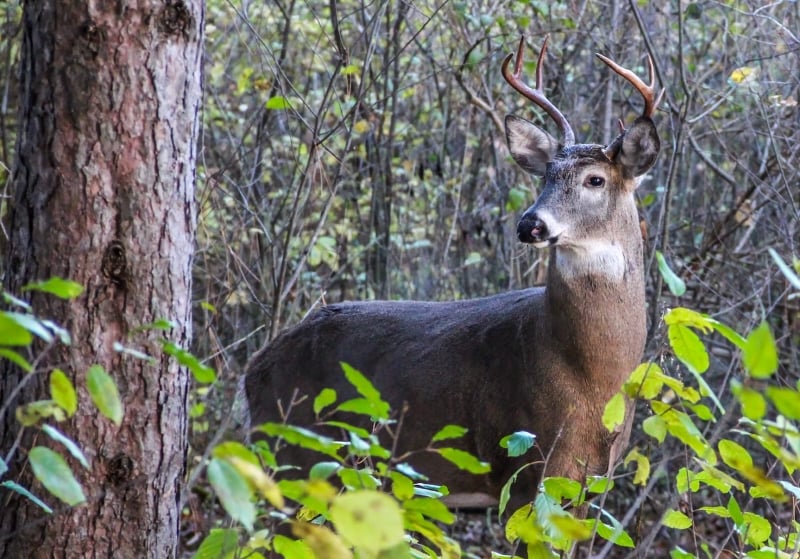 A buck (8-point? 7-point?). Look at that overthick neck! We’re guessing he’s been busy lately. / Photo by Earl Bye