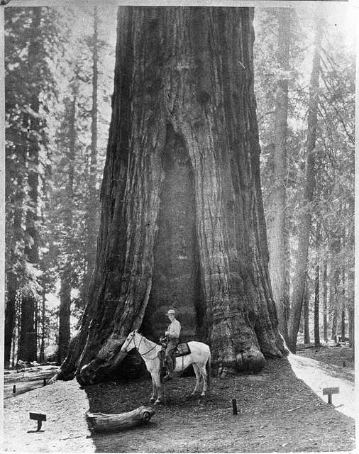 A black & white photo of a man on a horse in front of a sequoia