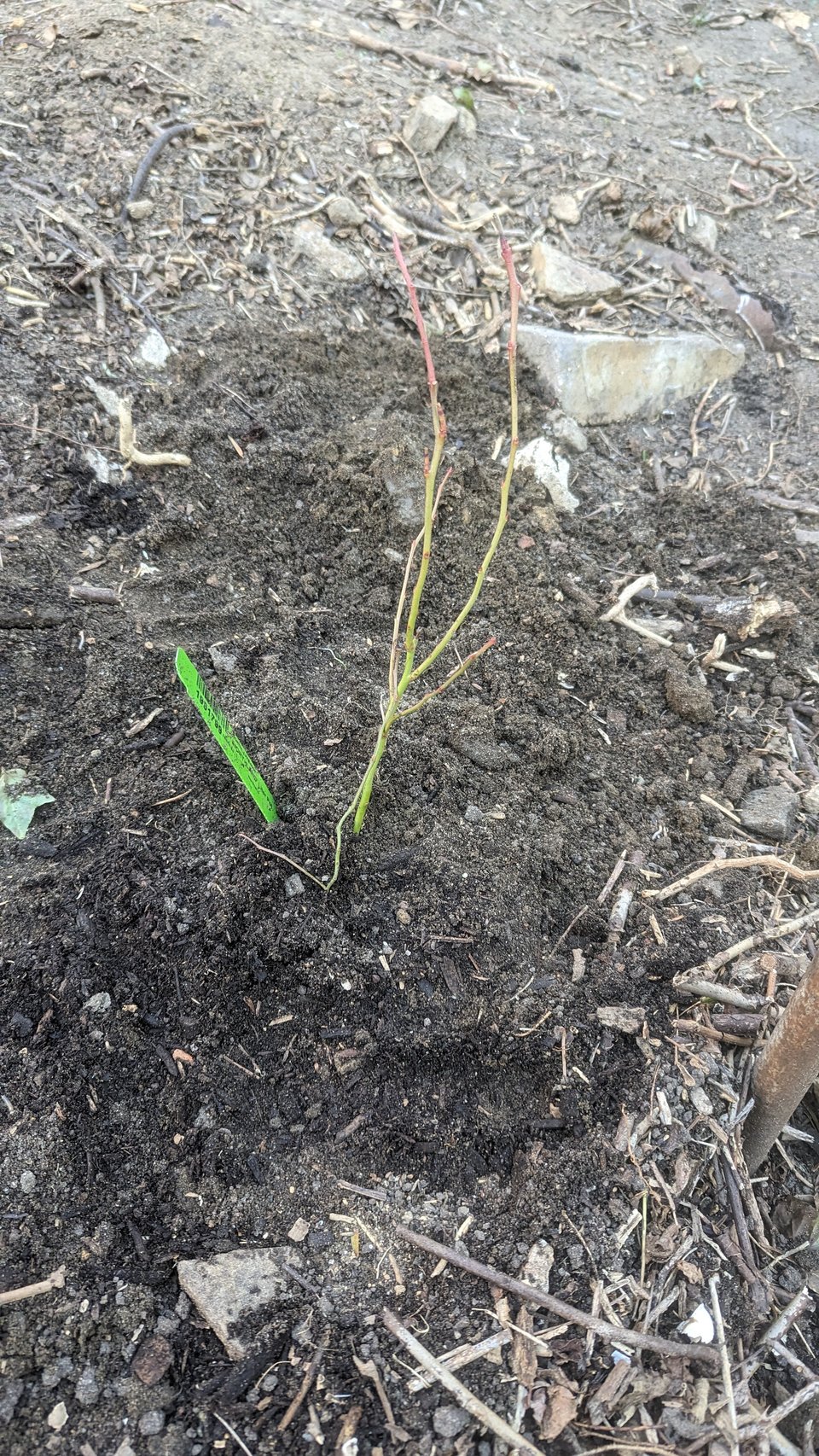 picture of a teeny tiny green stem poking out of the dirt.