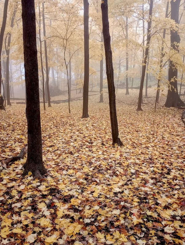October gently reminds us that winter is not far off. But its beauty, especially in the woods, also beguils us. Here’s to October! / Photo by Jake Gaster