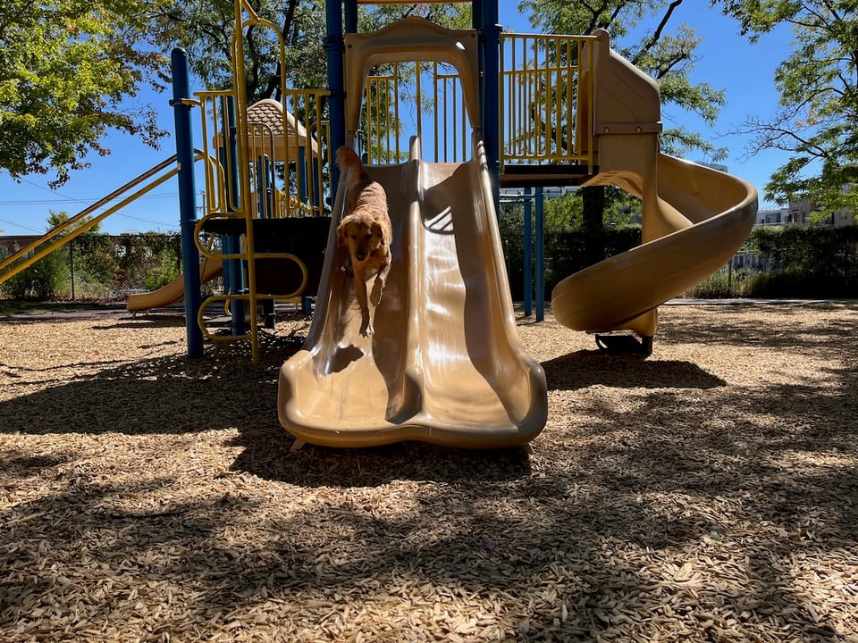 A dog running down a slide.