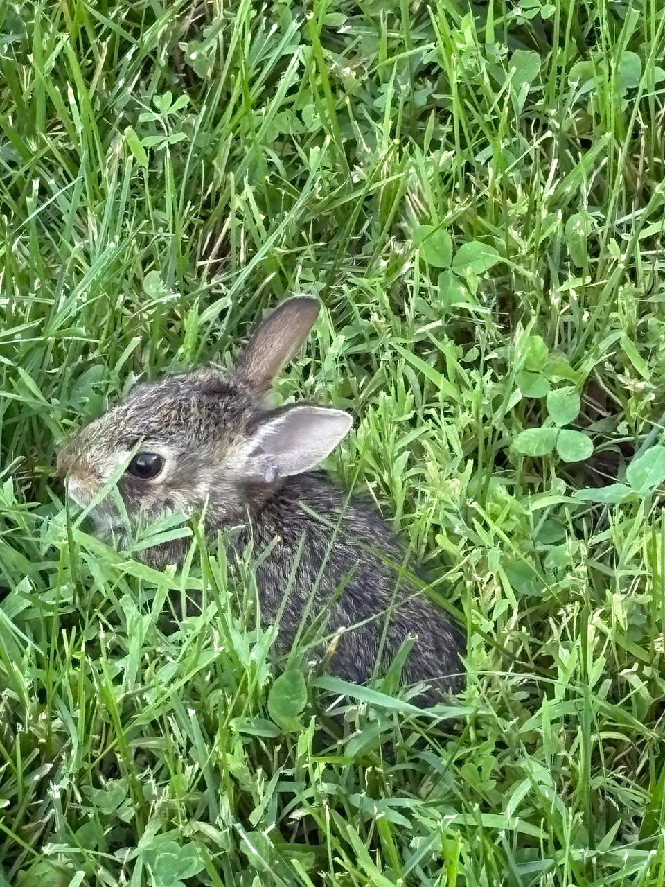 A baby bunny crouches in the grass and clover.