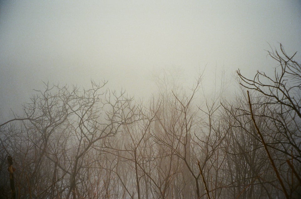 A foggy forest scene.