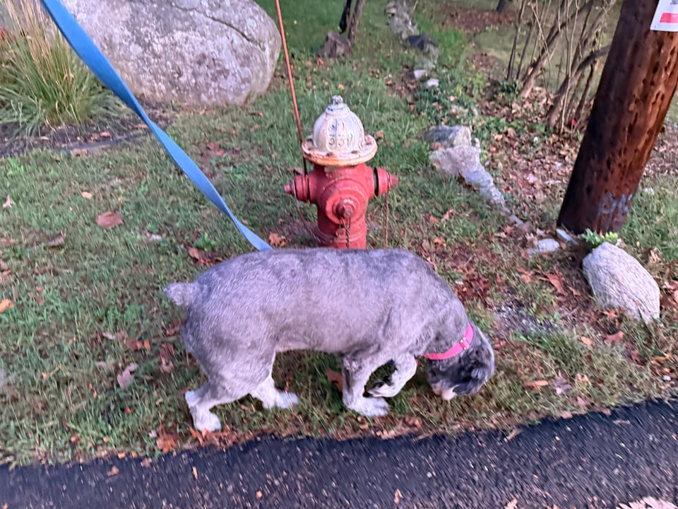 photo of gray aussiedoodle sniffing a red fire hydrant; the cast of early morning light is pink