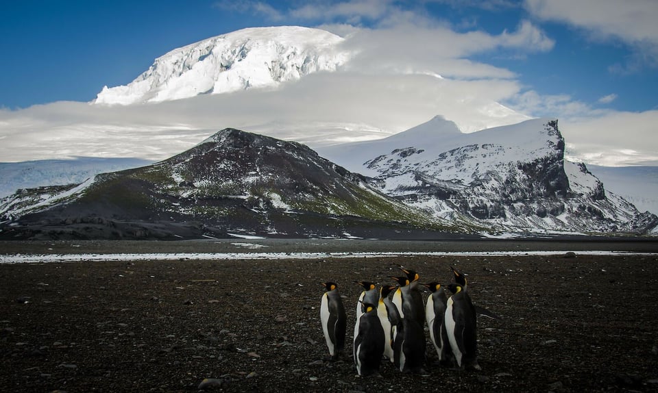 Photo credit to Matthew Curnock; a group of penguins on Heard Island