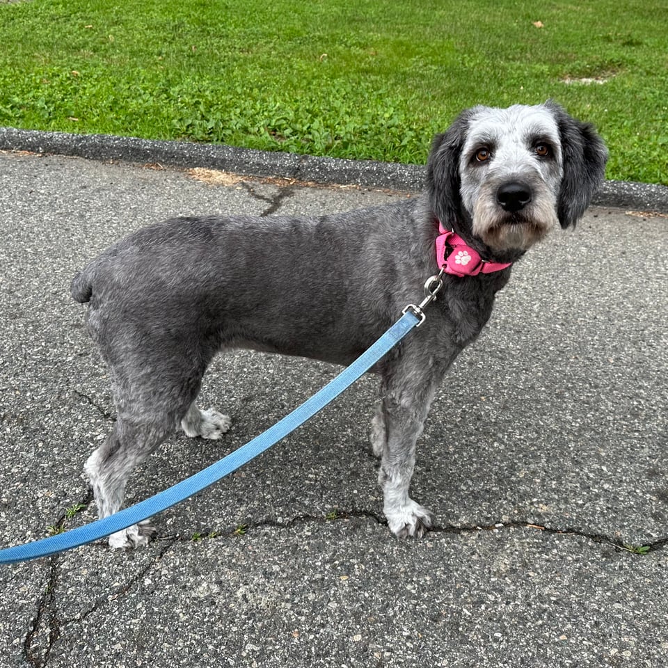 photo of gray aussiedoodle on walkies, wearing a pink collar with a blue leash. She’s on a road, with grass in the background