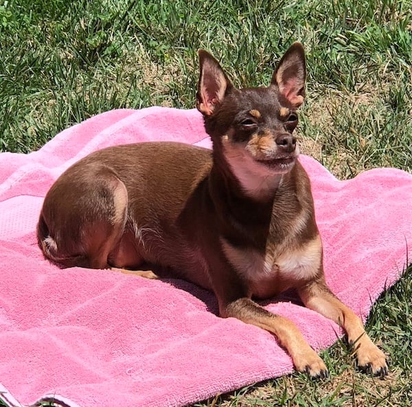 a Min Pin/Chihuahua on a pink towel on the grass