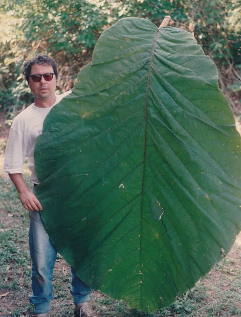 A man stands in a white t-shirt and blue jeans. He is utterly failing to convey a facial expression of "Bloody Hell! Will you look at the size of this LEAF!" The Leaf, that obscures much of his body, is comfortably taller than he is. It is perhaps twice as wide as he is. It is a big leaf, though it may be more accurate to describe it as huge or gigantic.