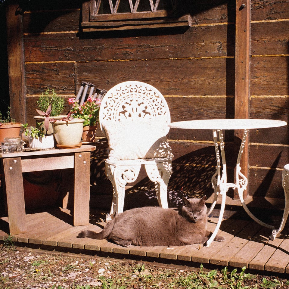 a beautiful gray cat suns itself on a quaint little back patio