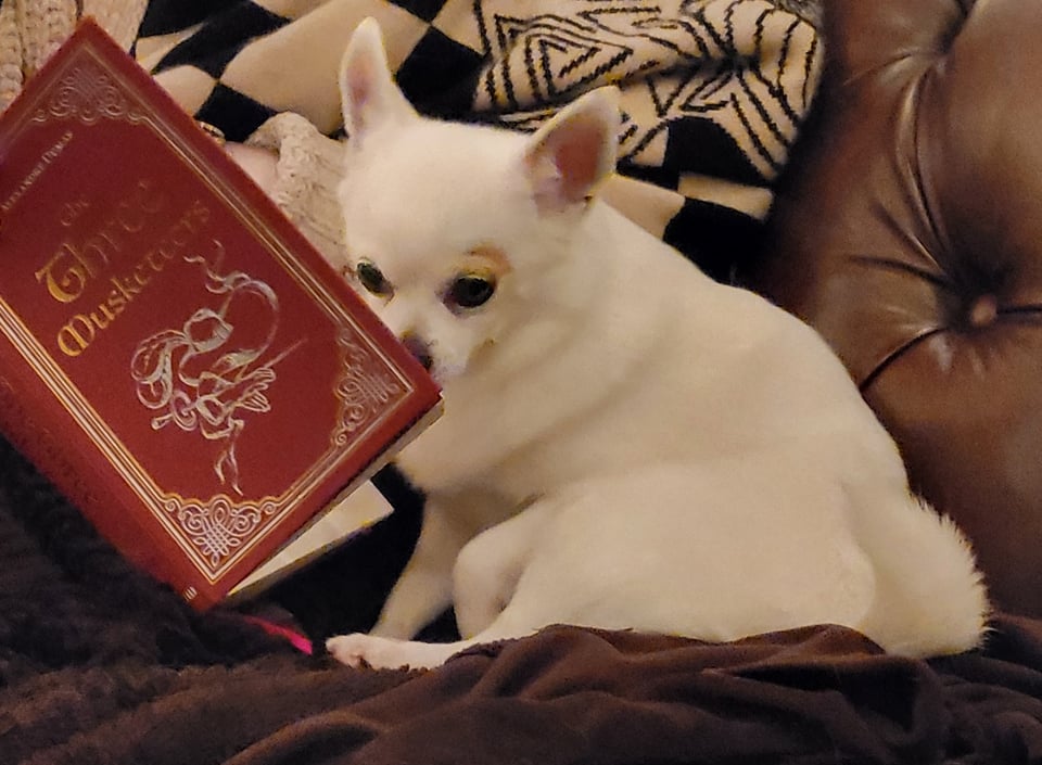 A chihuahua reads a copy of The Three Musketeers