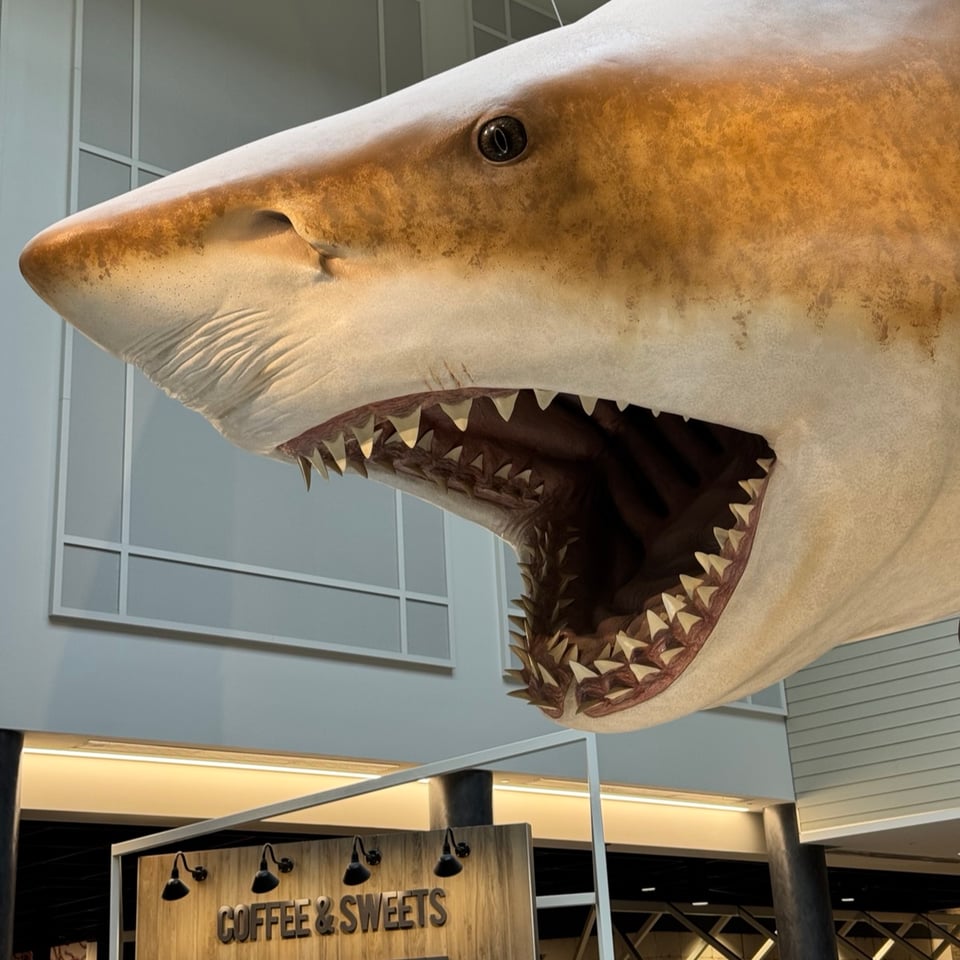A photo of a life-size shark Otodus megalodon, made to look like a giant mako shark. The shot makes it look like the shark is about to bite into a Coffee & Sweets stand in a museum.