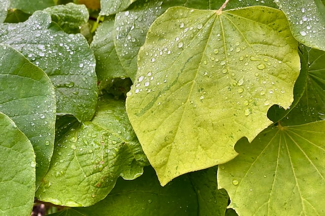 Redbud leaves with notches cut out of the edges made by leafcutter bees