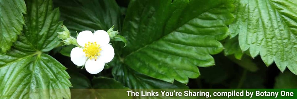 A photo of wild strawberry in bloom.