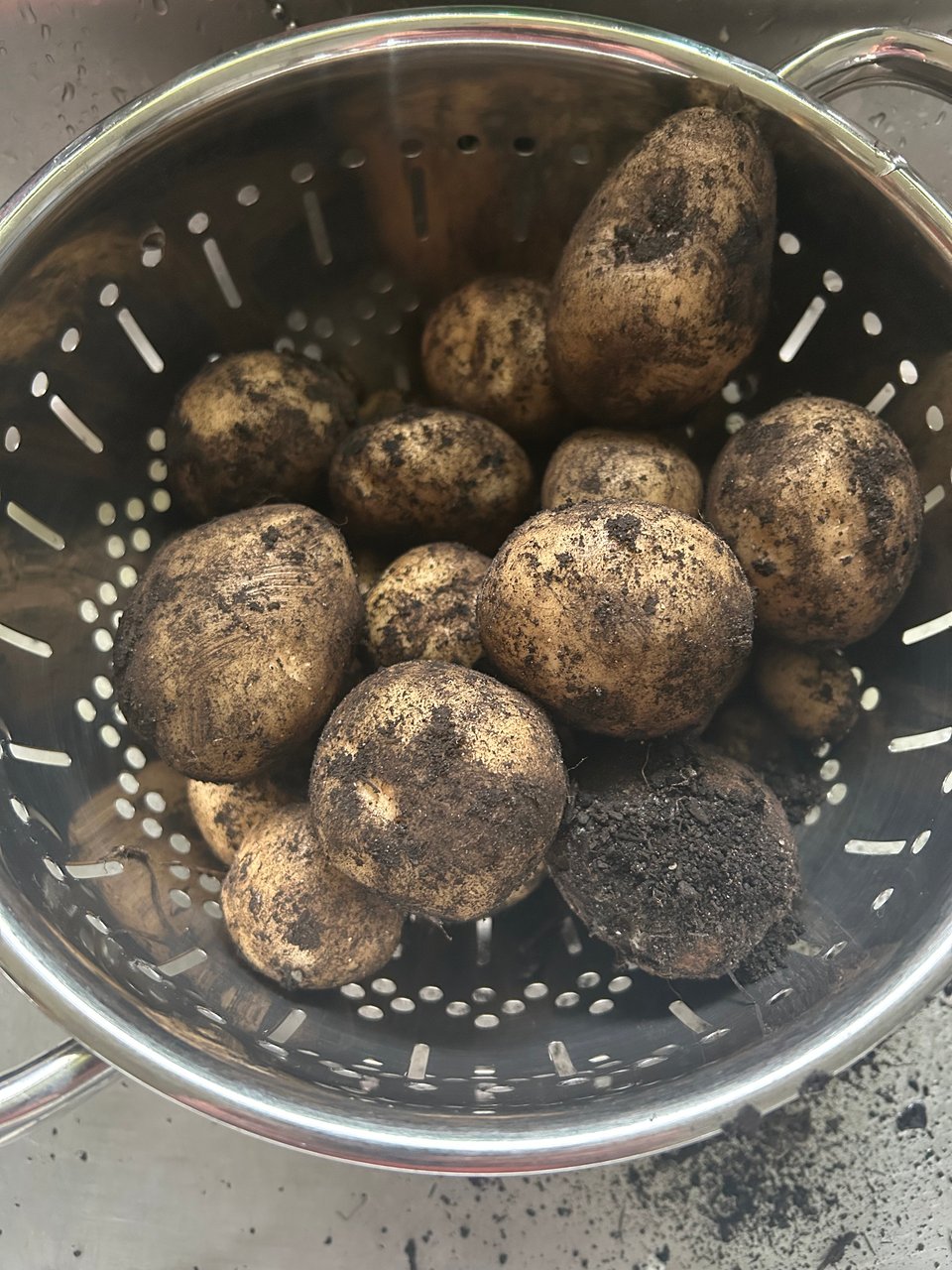 Muddy potatoes in a steel colander.