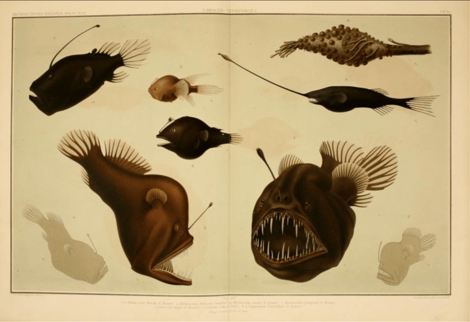 A 19th century illustration of various deep sea creatures
