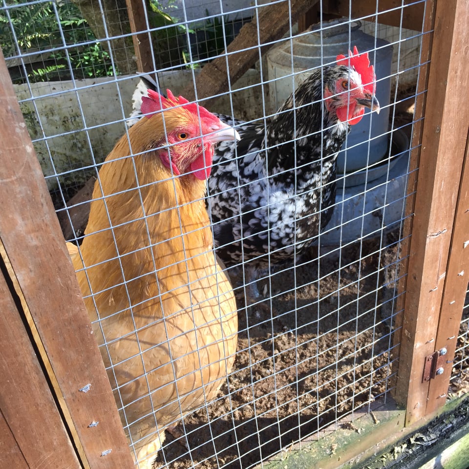 Two chickens, one light colored and one with speckled black and white feathers, are in a cage looking to the right
