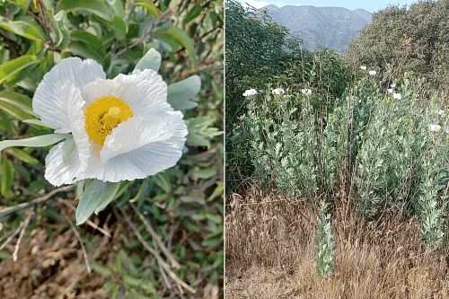 a photo diptych: closeup of a matilija poppy and a stand of matilija poppies