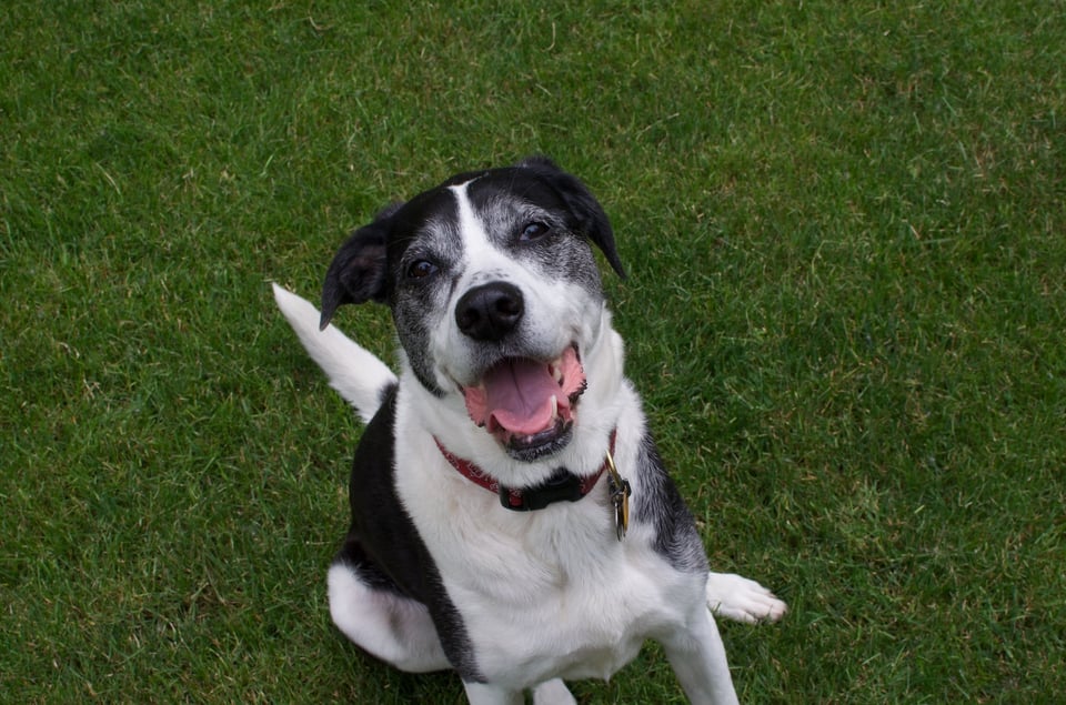 A smiling black and white dog