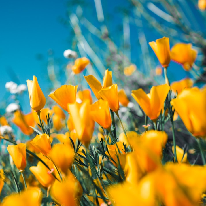 A field of yellow tulips