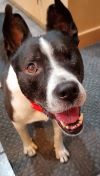 A happy-looking black and white dog
