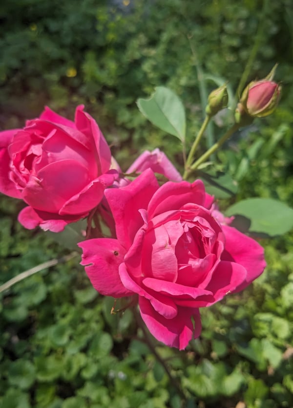 Extremely pink, like neon barbie bubblegum, storybook-shape roses in full bloom, with closed buds still behind them.