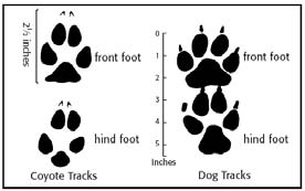 Dogs and coyotes are close genetic relatives, but there are distinct differences between their tracks. Something your newsletter editor has noticed about their tracks – dog tracks meander, as dogs wander from side to side checking out scents. Coyote tracks tend to be straight and direct, as if they know what they’re looking for, or at least, do not intend to spend time wandering and snuffling on their way to somewhere important. / Wikipedia image