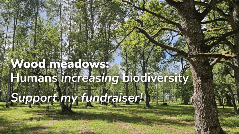 Photo of wood meadow in the dappled sunshine, with the text "Wood meadows: Humans increasing biodiversity. Support my fundraiser!"