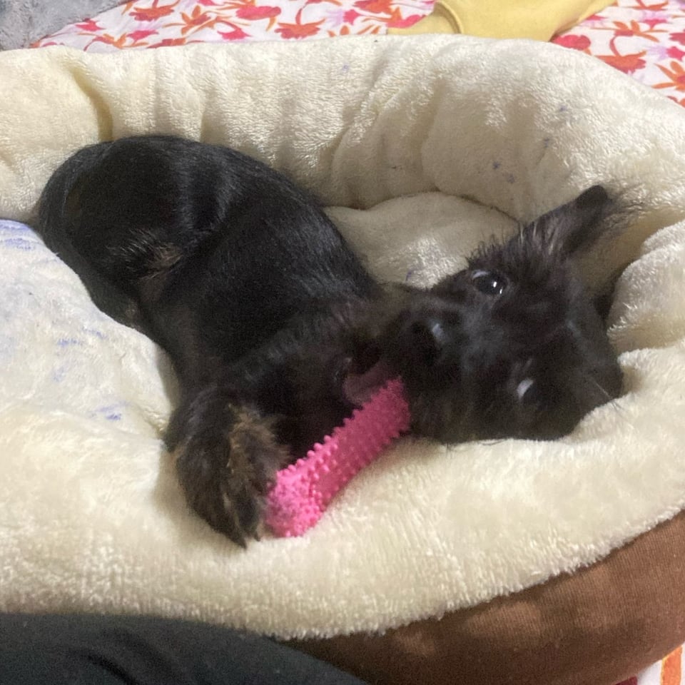 A black puppy is in a beige dog bed chewing on a bright pink dog toy