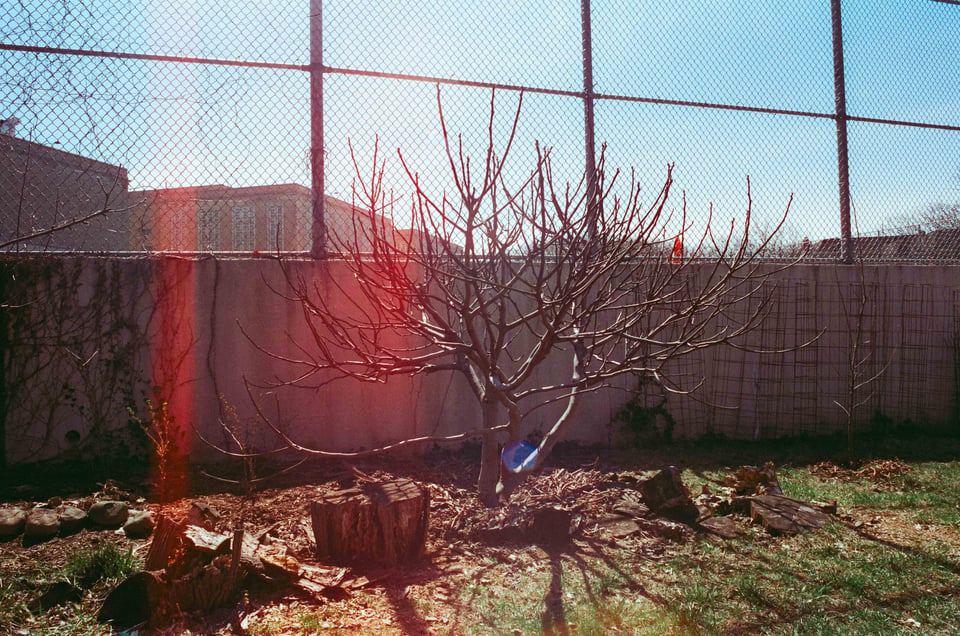 a film photo with beautiful red light leaks of a bare fig tree in a garden