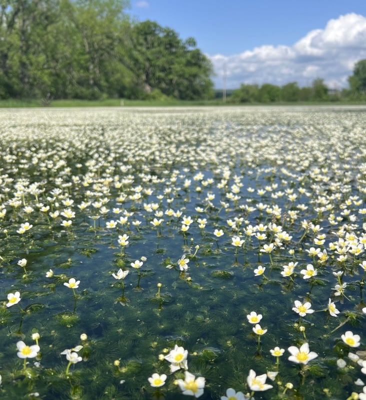 This aquatic “spring ephemeral” bloom on Pleasant Valley Lakelet consists of water-crowfoots, a member of the buttercup family (genus Ranunculus). / Photo by Wally Siewert