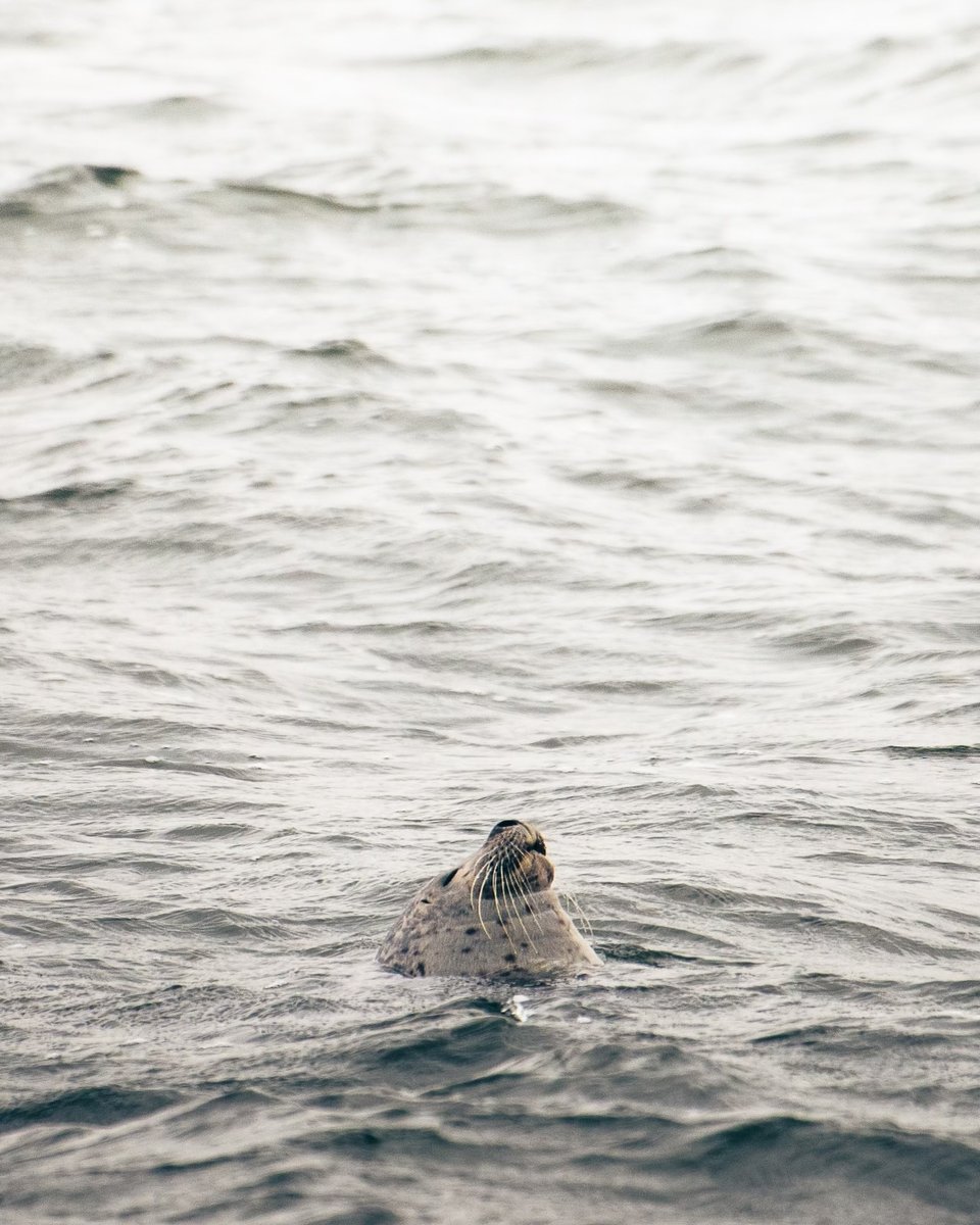 a beautiful little harbor seal poking their friendly face out of the water