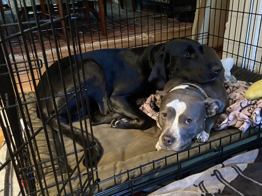 A large black dog lying in a crate next to and with her head resting on a small grey and white pit bull.
