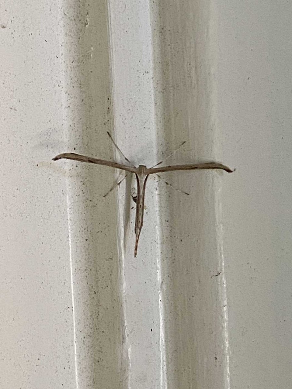 A plume moth resting on a white surface