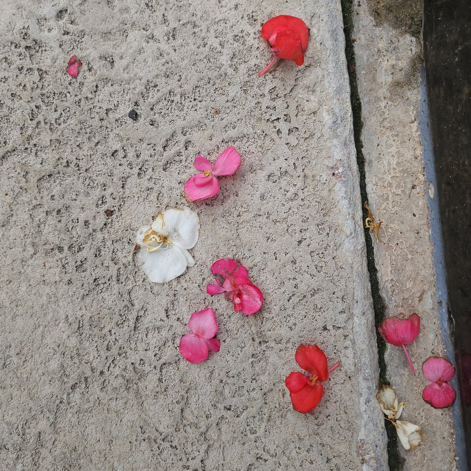 Photograph of scattered Begonia blossoms (white, pink and red) on a grey concrete sidewalk.