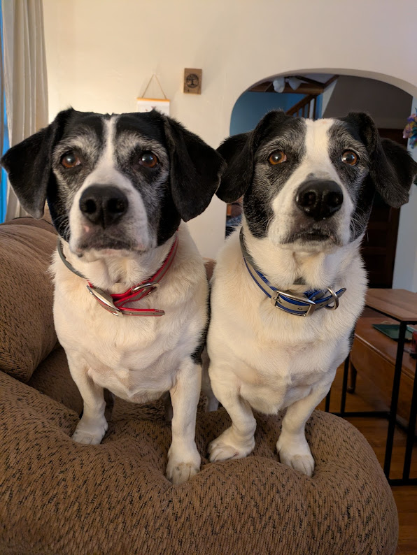 Hank (left) and Dean (right) are two black-and-white medium-sized dogs. They are on the couch with their front paws up on the arm of the couch staring straight at the camera.